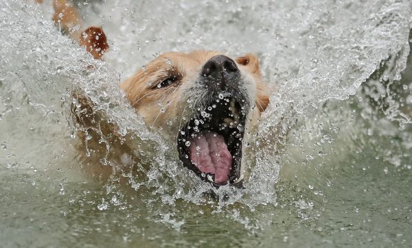 honden gered