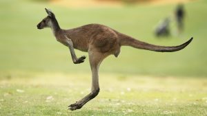 Thumbnail voor Deze kangoeroe staat niet te springen om bezoekje van paraglider