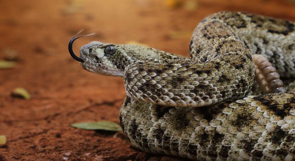 Ratelslangen gevonden onder huis in Texas