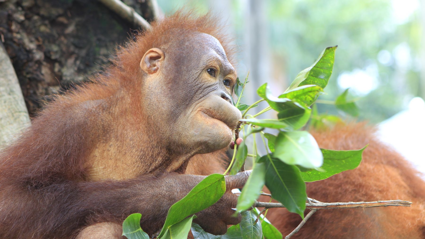 orang-oetan