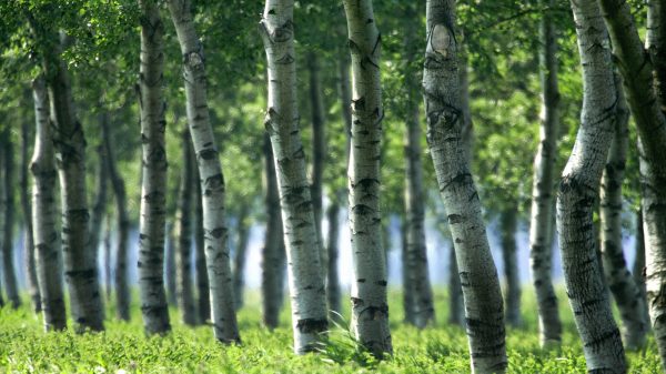 berkenbomen