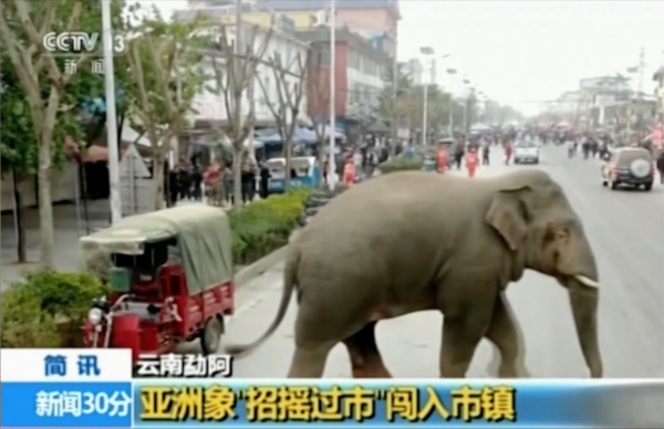aziatische olifant