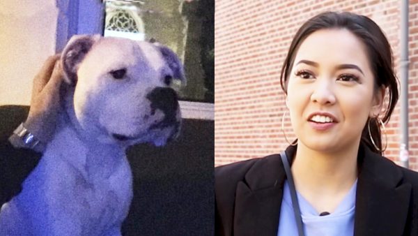 gebeten door stafford hond linda meiden