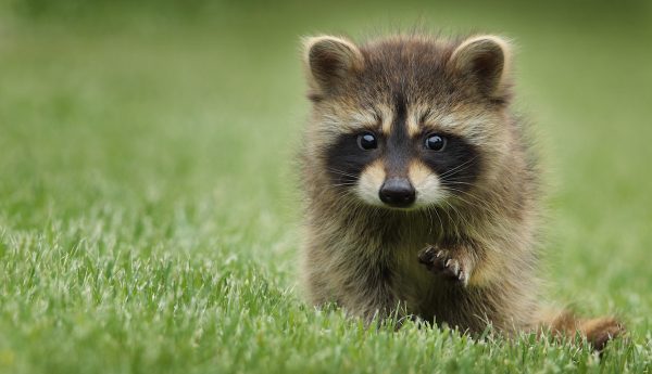 wasberen afschieten limburg