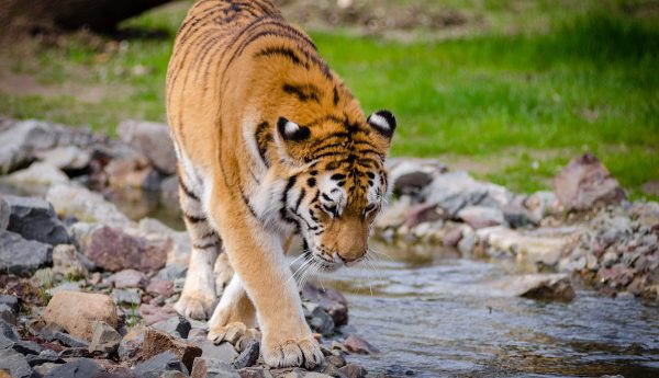 spaanse dierentuin verwaarlozing