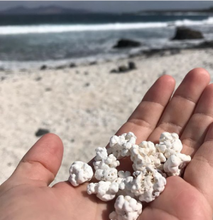 Popcorn koraal op Fuertaventura