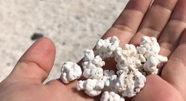 Popcorn-koraal op El Hierro in gevaar door toeristen