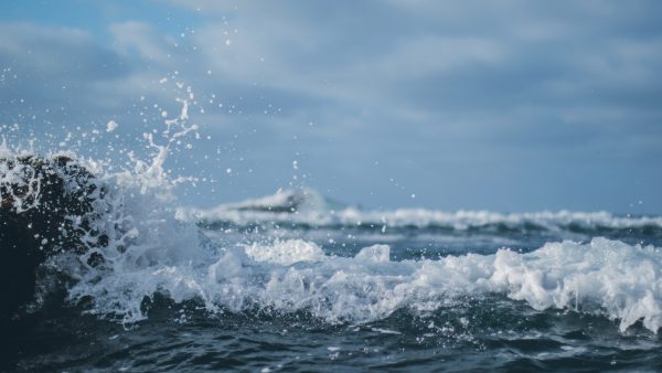 dode koeien oceaan zee tenerife
