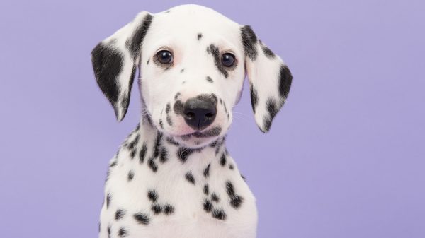 en tegenstanders over verbod halsband honden - LINDA.nl