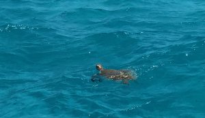 Tobago Cays