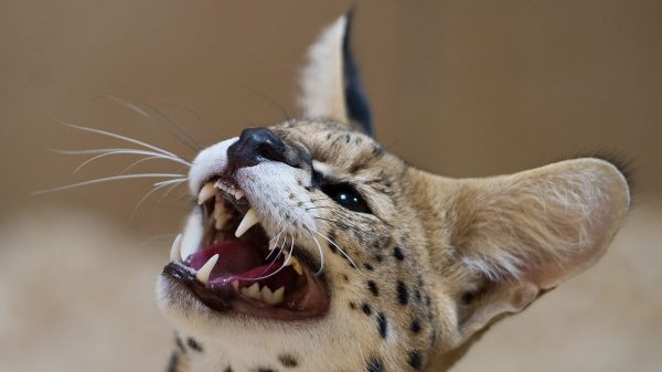 serval kat