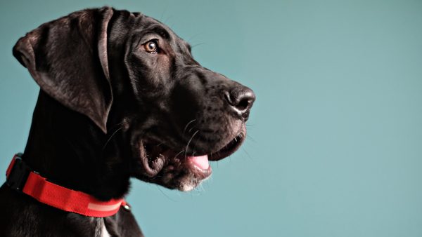 honden ziekte hondenziekte brucella brucellose