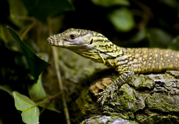 Komodovaraan op Indonesiche eiland Komodo