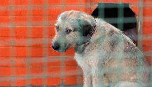 Thumbnail voor 'Onaanvaardbaar': verdubbeling van aantal dierproeven op honden en katten
