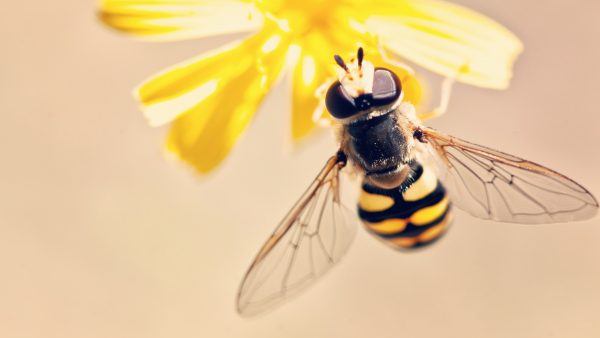 bijen bloem pexels