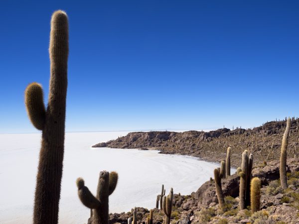 Isla del Pescad op zoutvlakte in Bolivia