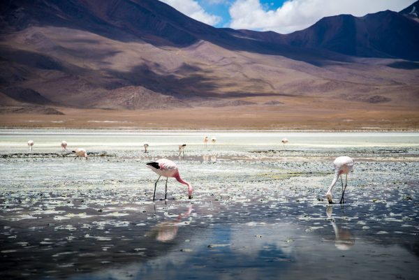 Zoutvlakte Bolivia rondon Salar de Uyuni.jpg