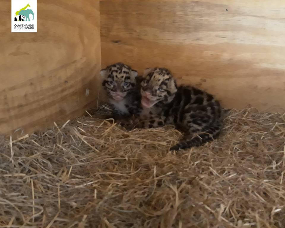 nevelpanters ouwehands dierenpart