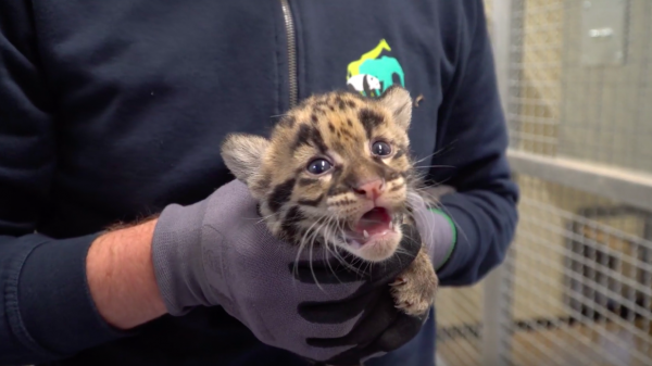 nevelpanter ouwehands dierenpark