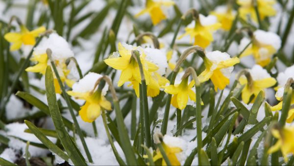 Sneeuw in de lente