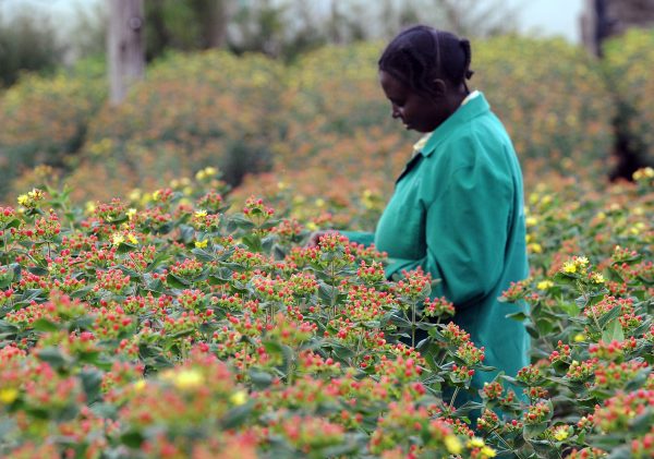Kenya agricultuur in top 5 milieubewuste landen