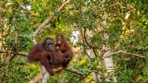 Thumbnail voor Schrijnende beelden: orang-oetan vecht tegen bulldozer die bos kapt