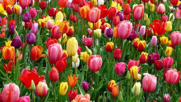 tulpen bloemen lente pexels