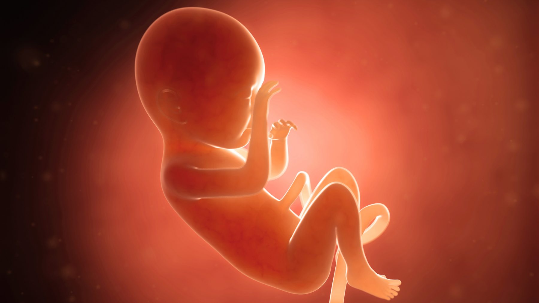 foetus ingeschreven abortus