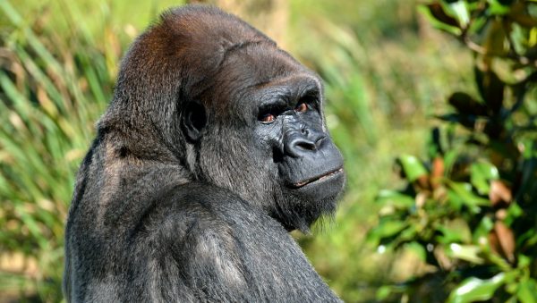 gorillaselfie viral Virunga-park Congo