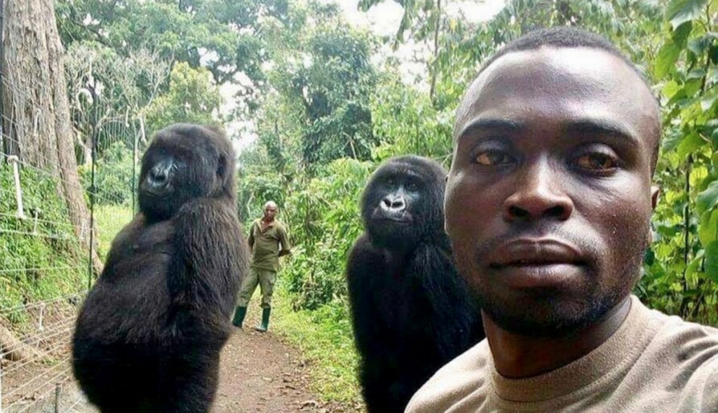 verklaring over viral foto met gorilla's