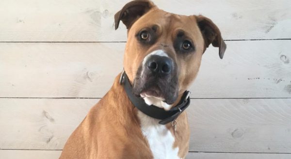 Verhuisdieren boxer