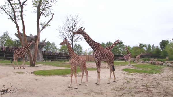 Baby giraffe Khaleesi