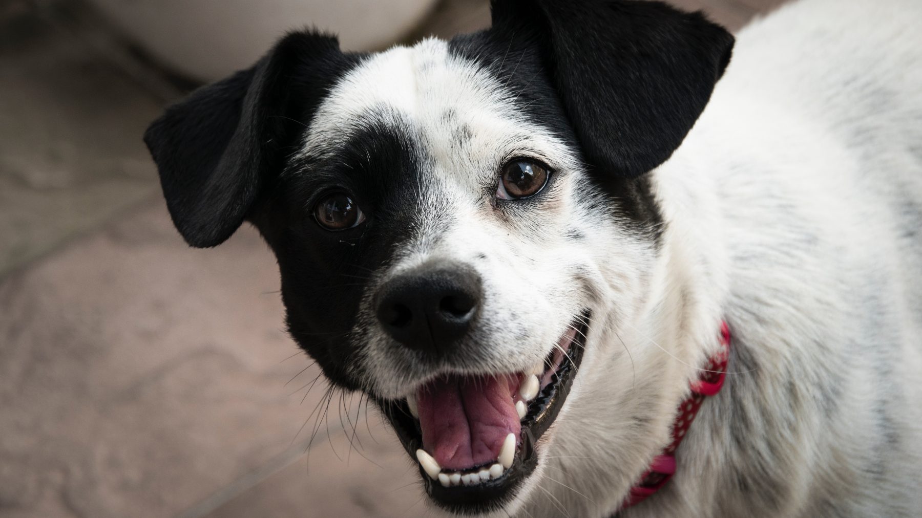 hond zwart wit pexels