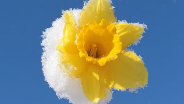 sneeuw limburg bevrijdingsdag