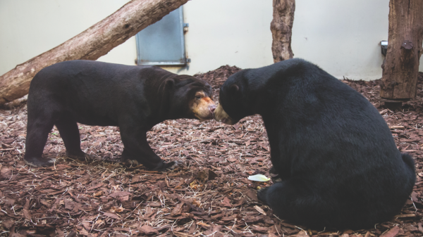 maleise beren geboren burgers' zoo
