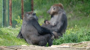 geboorte-gorilla-safaripark-beekse-bergen