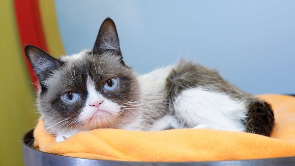 grumpy cat overleden blaasontsteking