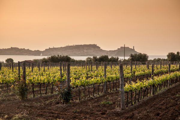 Vineyard, Portoferraio, Elba island, Tuscany, Italy