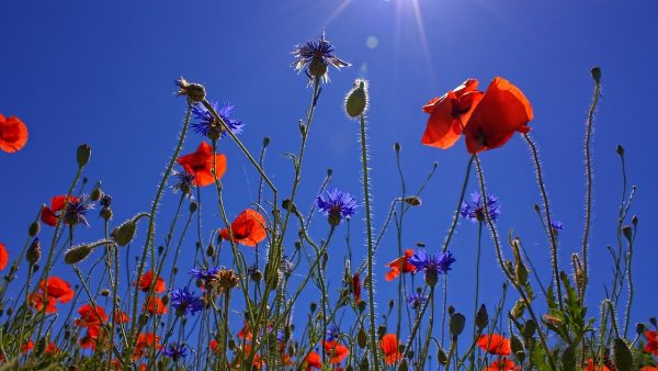 Dit weekend wordt het warm en zonnig, dit is het weerbericht