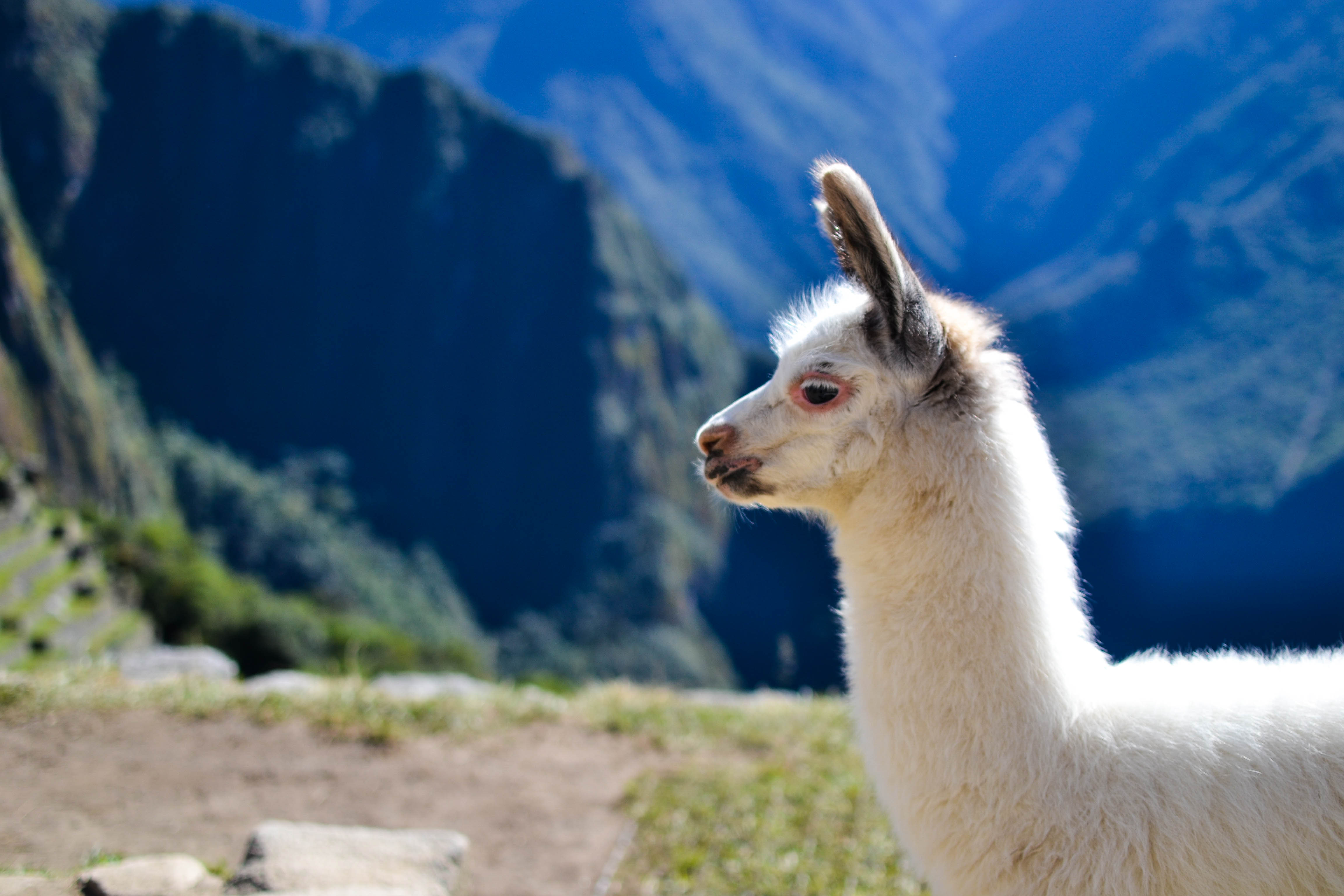 Juvenile Alpaca on Machu Picchu