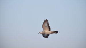 Thumbnail voor Duitse geluksvogel krijgt geen snelheidsboete door passerende duif