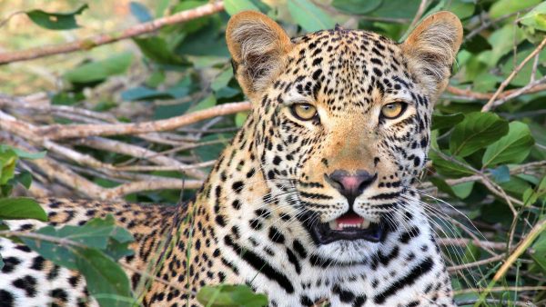 Peuter gedood door luipaard in Krugerpark Zuid-Afrika
