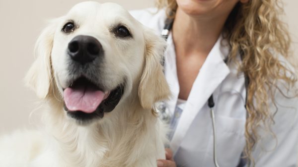 vaccinatiegraad huisdieren daalt
