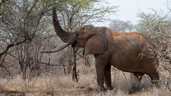 wilde dieren Namibië