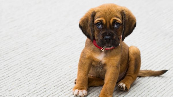 hond onderzoek verdrietige blik