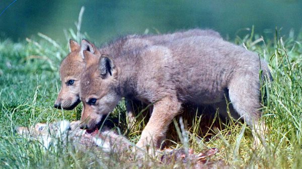 wolf jong nestje welpen veluwe gelderland