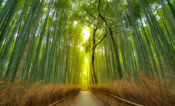 Arashiyama Bamboo Forest