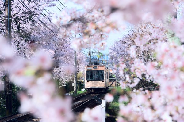 a train passing through cherry blossom trees