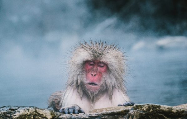 Japanese Macaque In Hot Spring