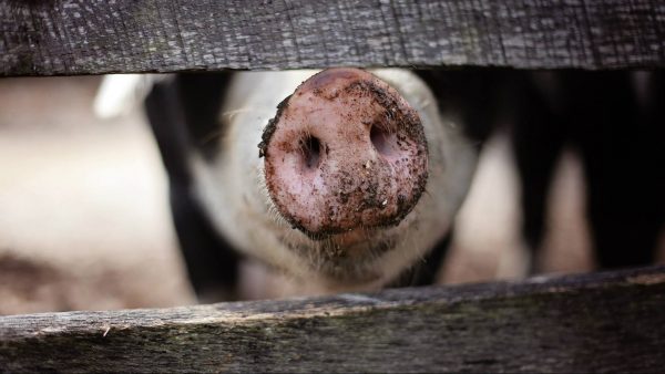 900 dode varkens gevonden in Winterswijk